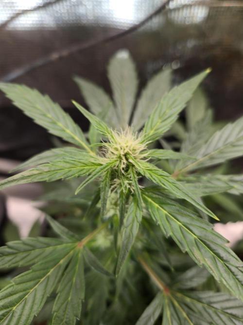 Auto Think Different. Week 6