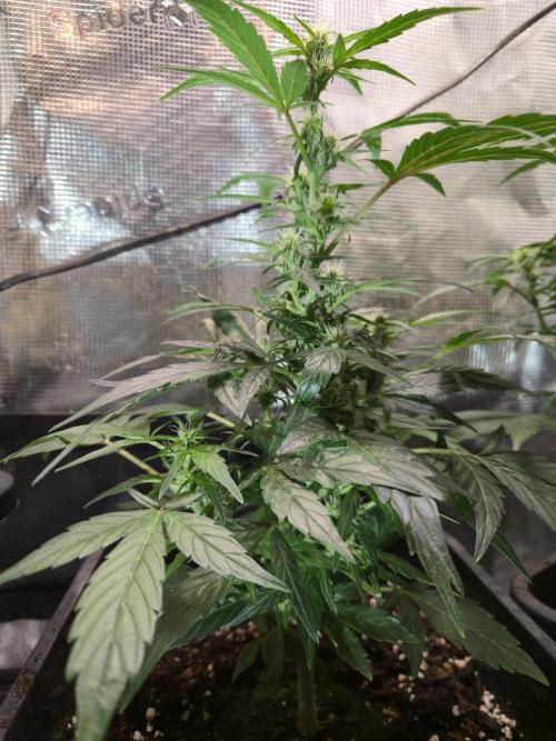 Auto Think Different. Week 6