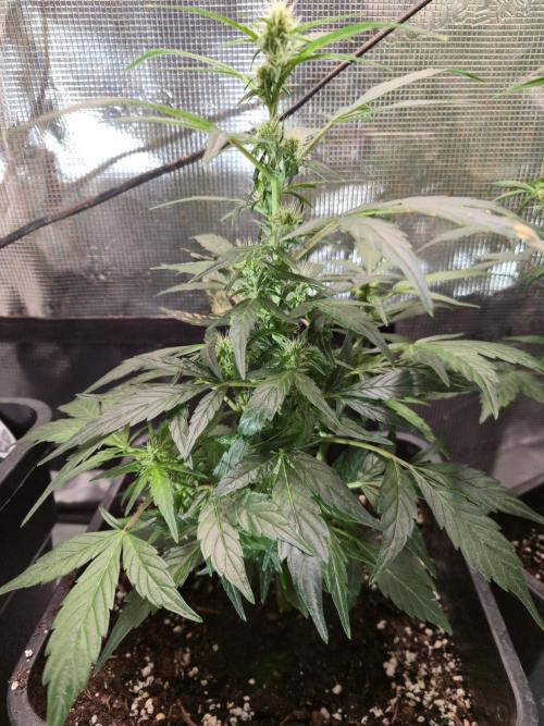 Auto Think Different. Week 6