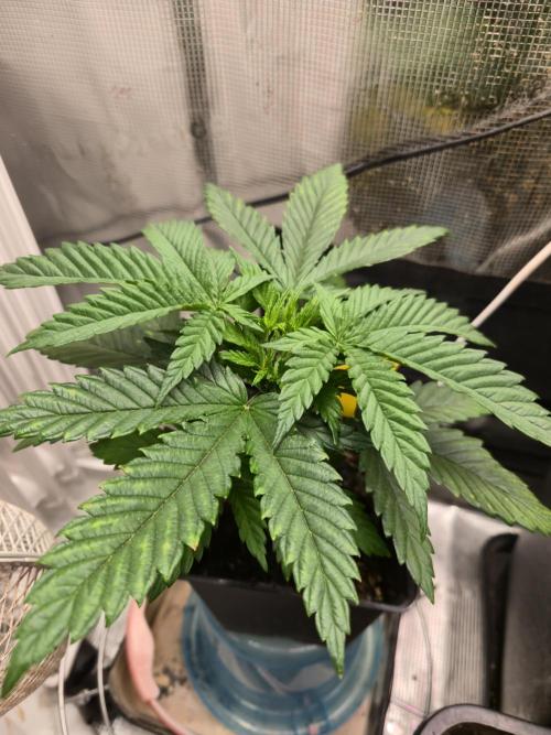 Amsterdam Amnesia Fem. Week 4