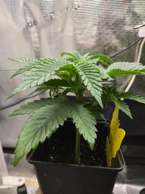 Amsterdam Amnesia Fem. Week 4