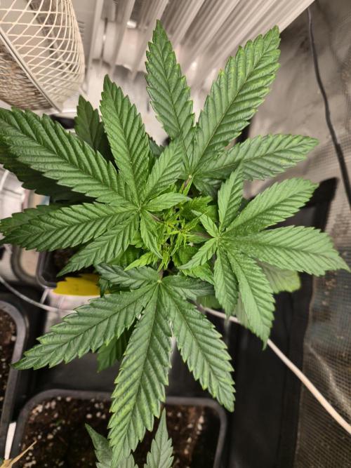 Amsterdam Amnesia Fem. Week 4