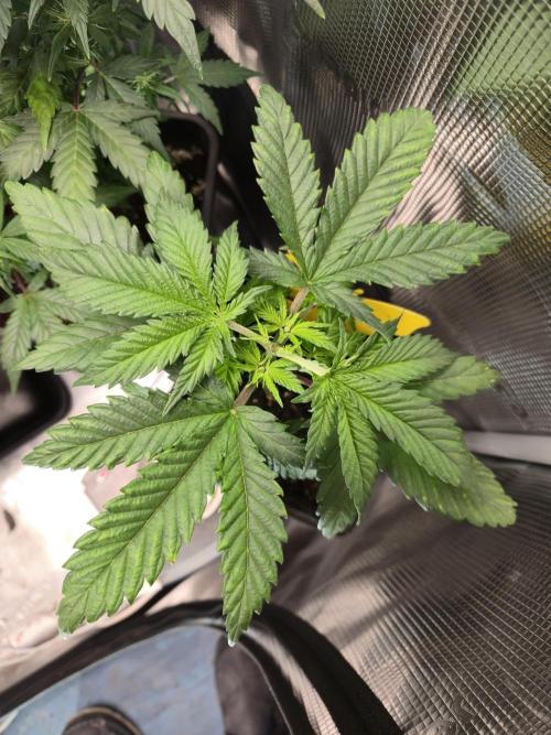 Amsterdam Amnesia Fem. Week 4