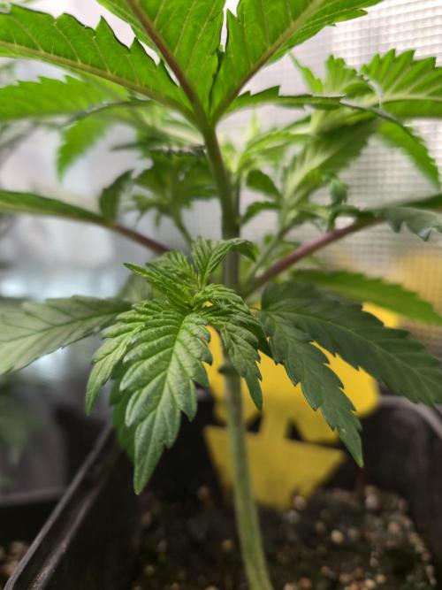 Amsterdam Amnesia Fem. Week 4