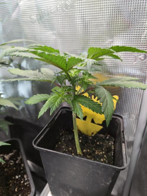 Amsterdam Amnesia Fem. Week 4