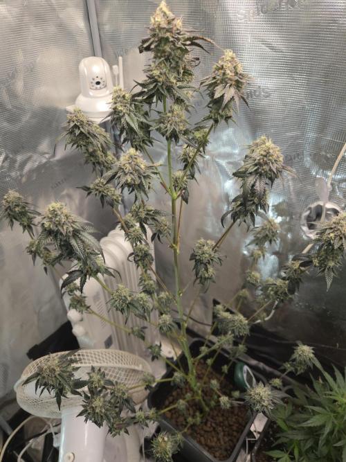 King Cartier clone. Week 14