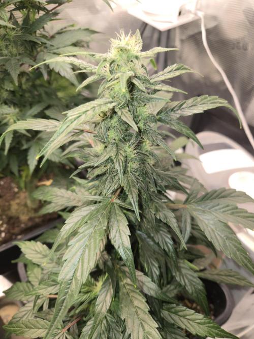 Auto Think Different. Week 7