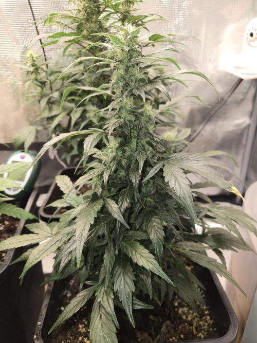 Auto Think Different. Week 7