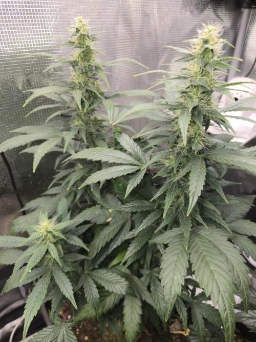 Auto Think Different. Week 7