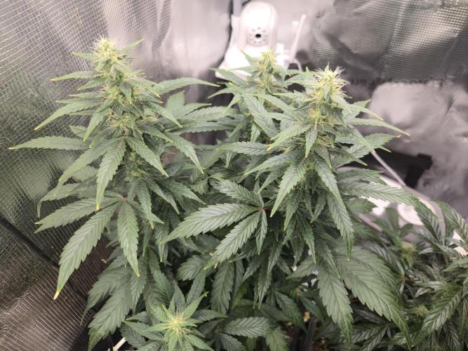 Auto Think Different. Week 7