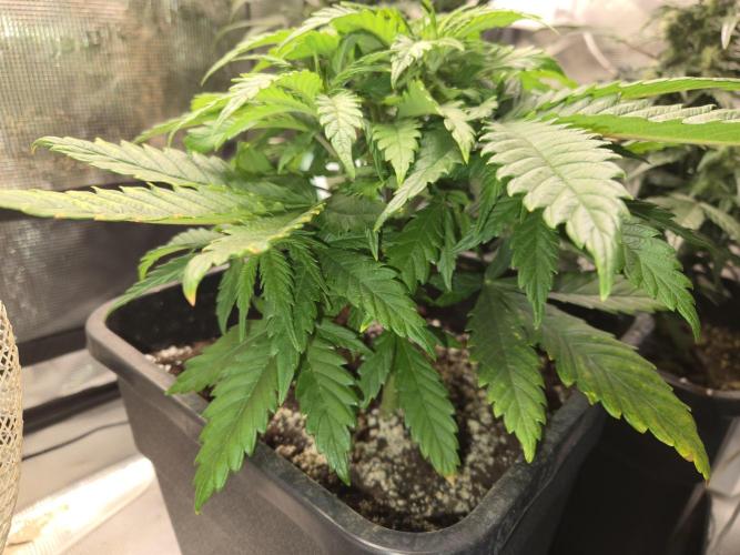 Amsterdam Amnesia Fem. Week 5