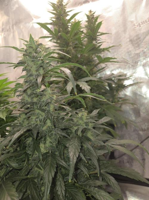 Auto Think Different. Week 8