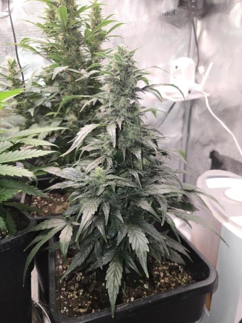 Auto Think Different. Week 8