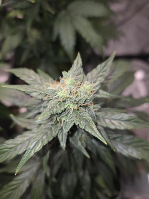 Auto Think Different. Week 8