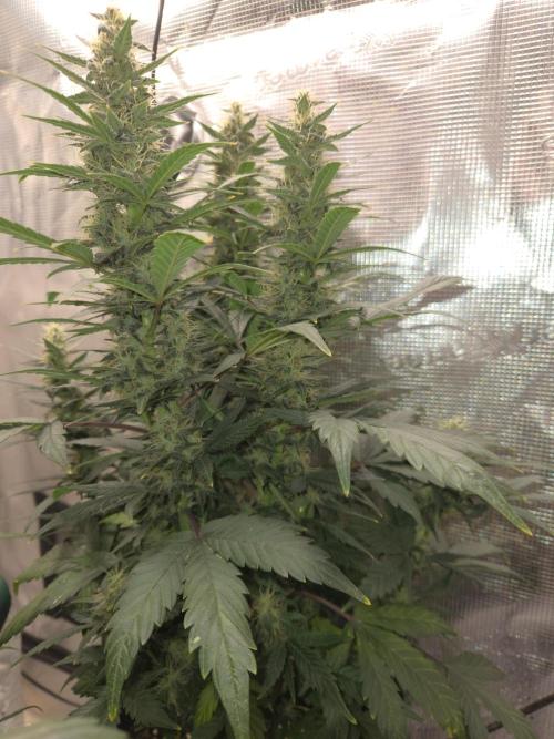 Auto Think Different. Week 8