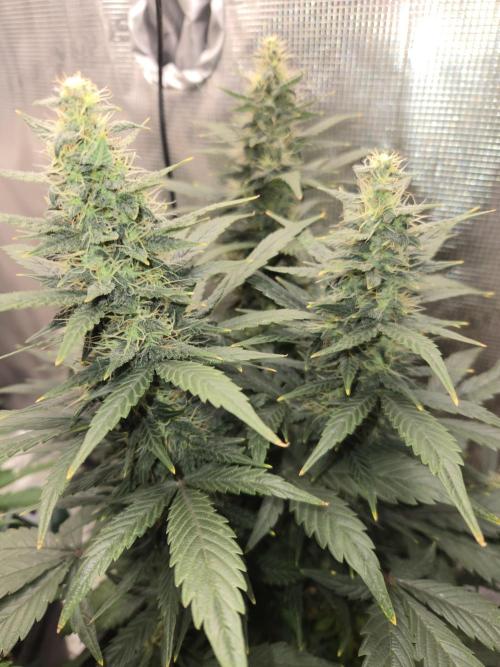 Auto Think Different. Week 8