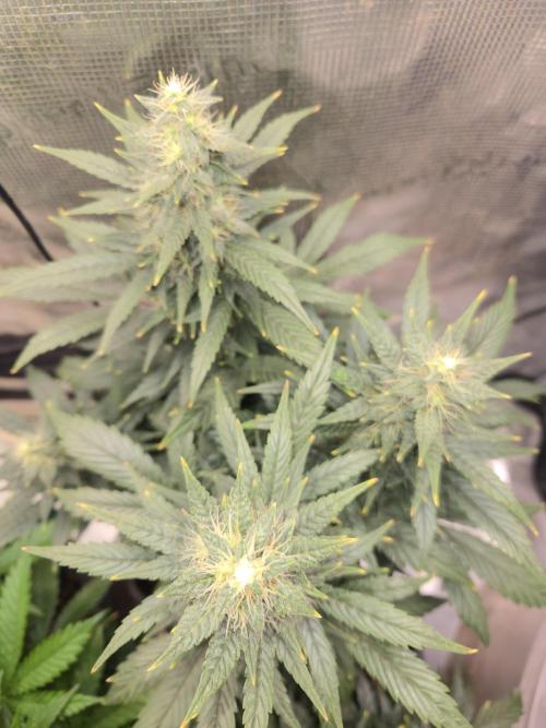 Auto Think Different. Week 8