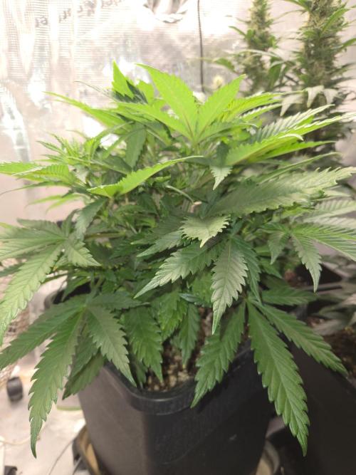 Amsterdam Amnesia Fem. Week 6