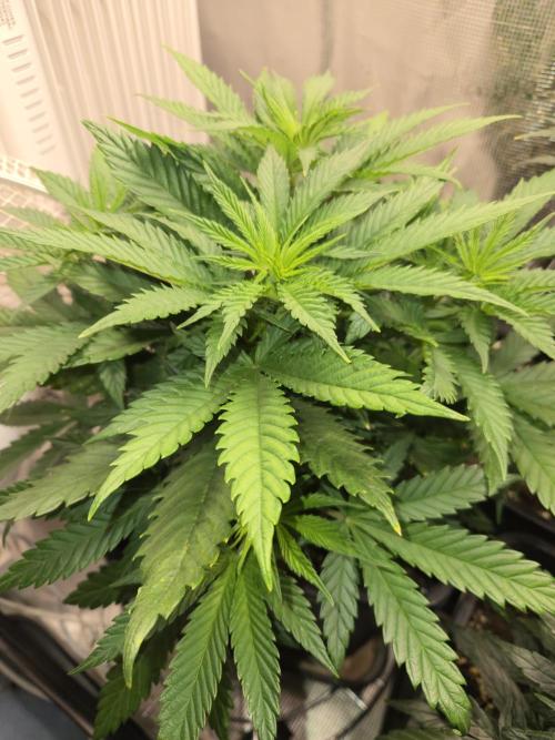 Amsterdam Amnesia Fem. Week 6