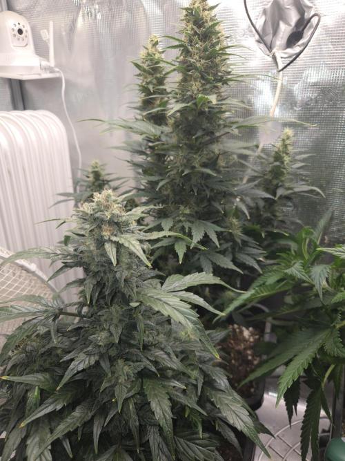Auto Think Different. Week 9