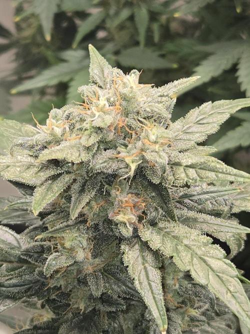 Auto Think Different. Week 9