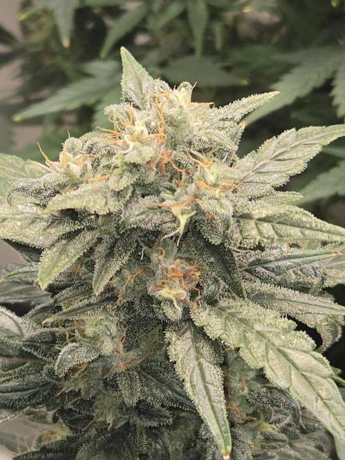 Auto Think Different. Week 9