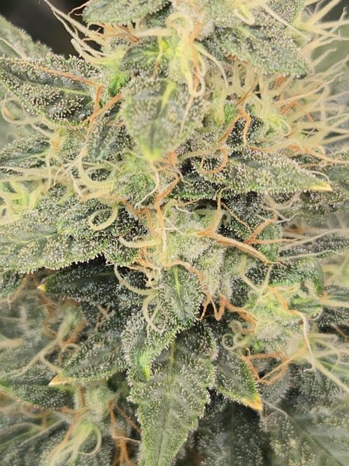 Auto Think Different. Week 9