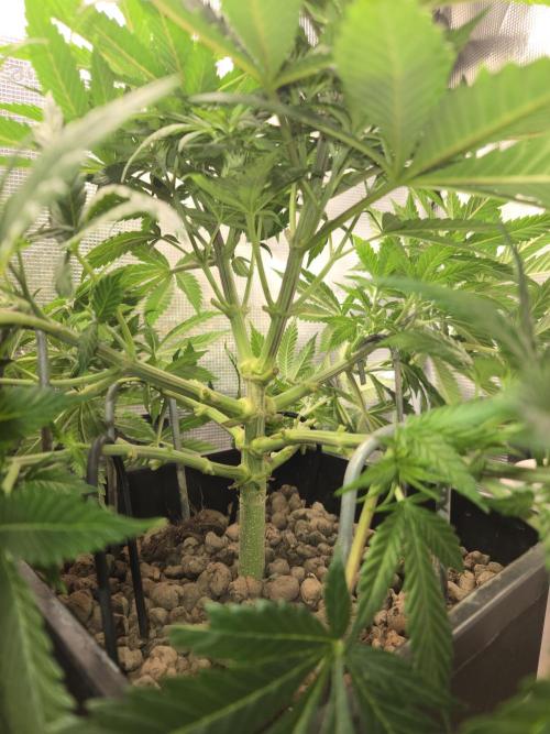 Amsterdam Amnesia Fem. Week 7