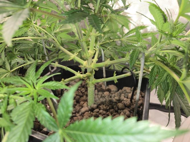 Amsterdam Amnesia Fem. Week 7