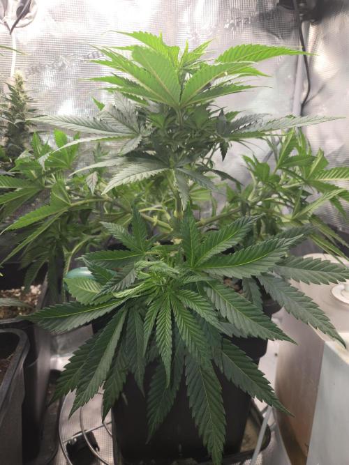 Amsterdam Amnesia Fem. Week 7