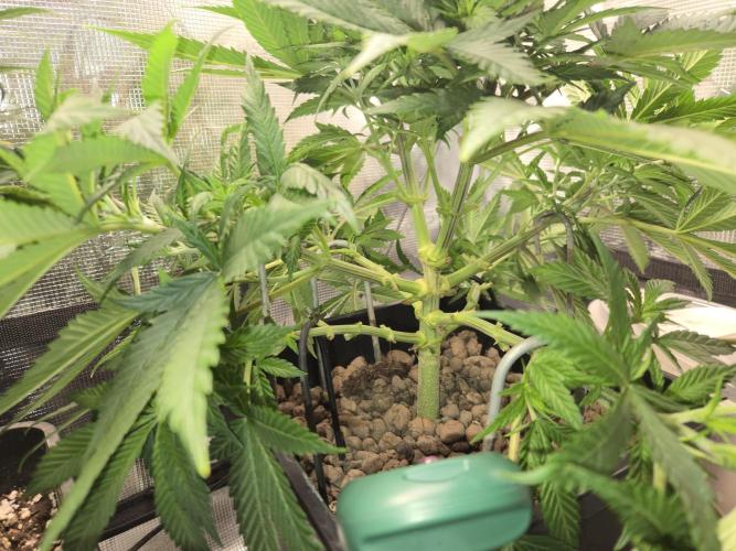 Amsterdam Amnesia Fem. Week 7