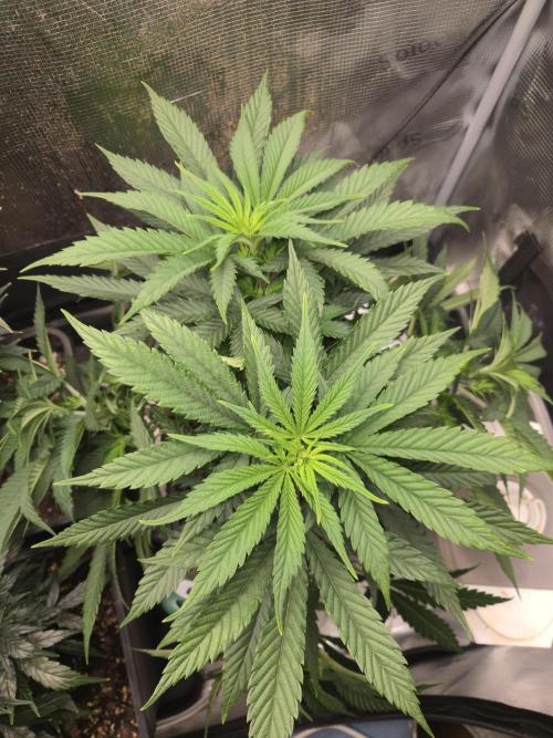 Amsterdam Amnesia Fem. Week 7