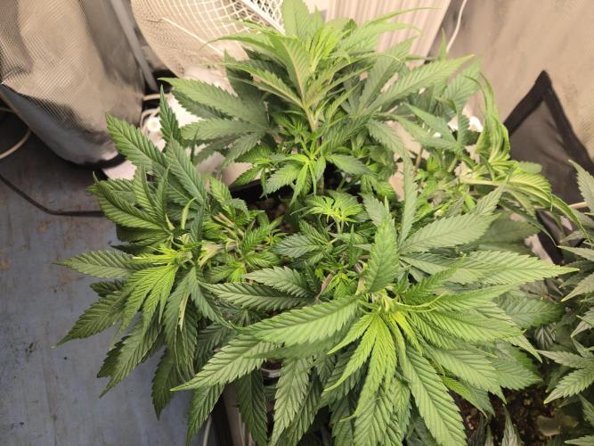 Amsterdam Amnesia Fem. Week 7