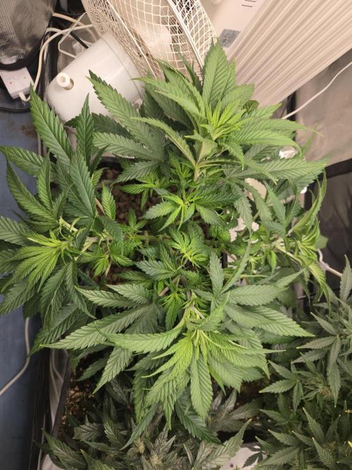 Amsterdam Amnesia Fem. Week 7