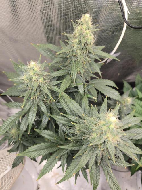 Auto Think Different. Week 9
