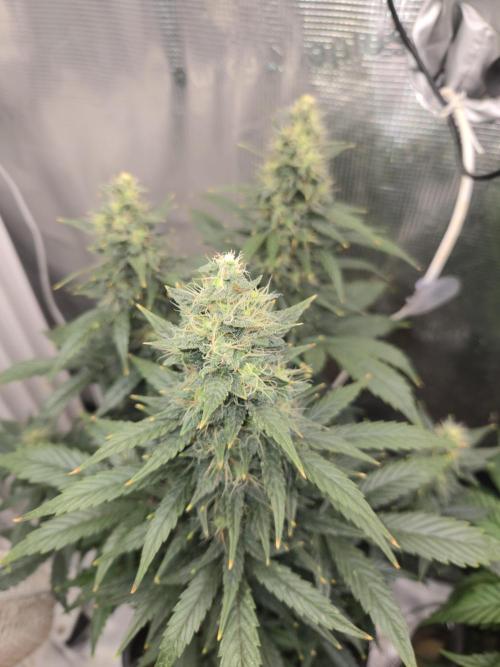 Auto Think Different. Week 9
