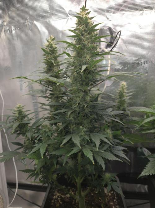 Auto Think Different. Week 9