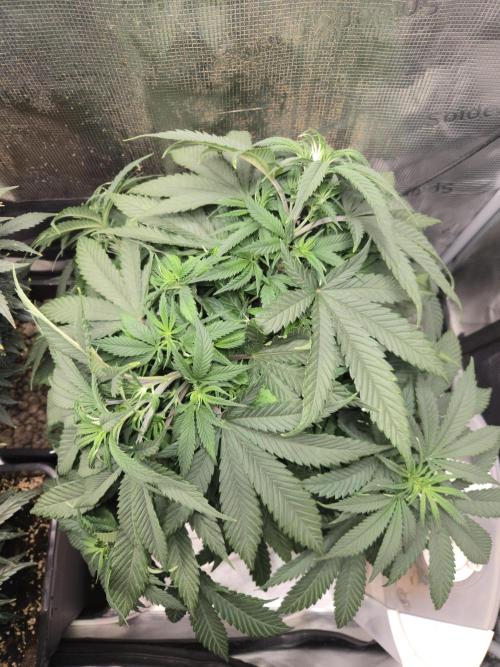 Amsterdam Amnesia Fem. Week 7