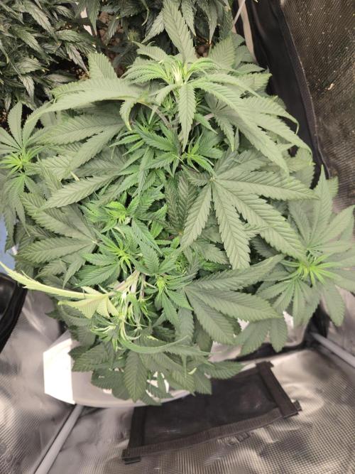 Amsterdam Amnesia Fem. Week 7