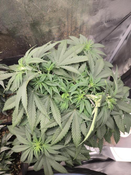 Amsterdam Amnesia Fem. Week 7