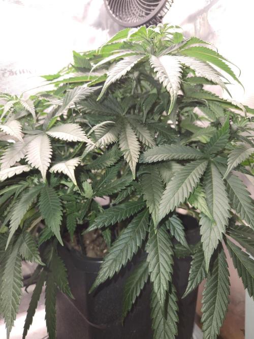 Amsterdam Amnesia Fem. Week 7