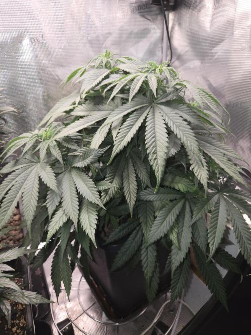 Amsterdam Amnesia Fem. Week 7