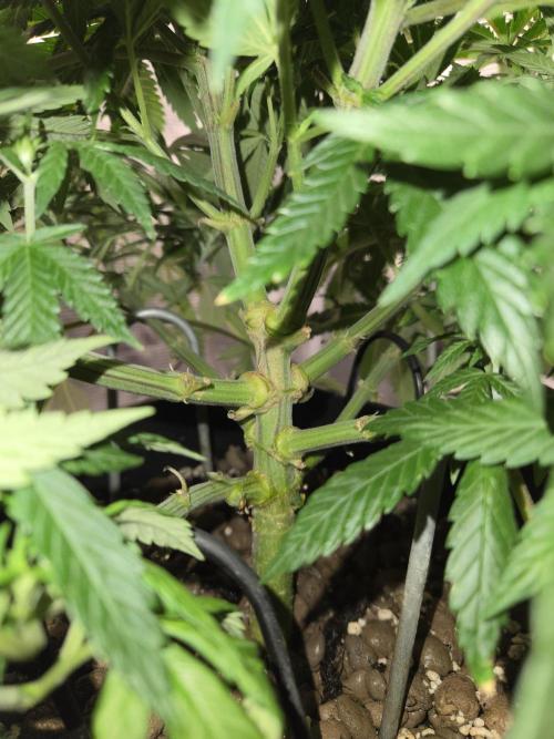 Amsterdam Amnesia Fem. Week 7