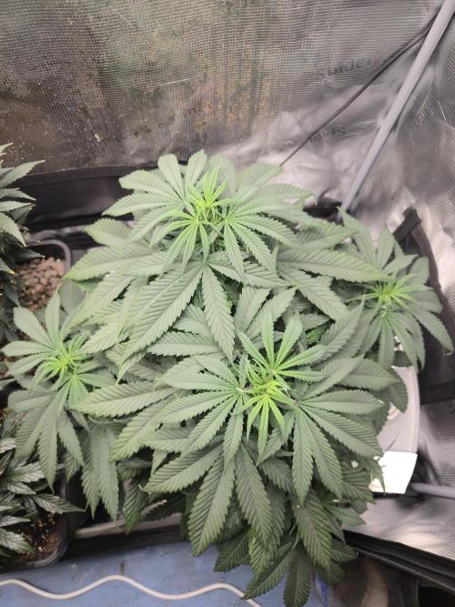 Amsterdam Amnesia Fem. Week 7