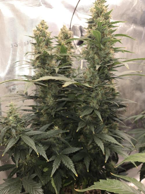 Auto Think Different. Week 9