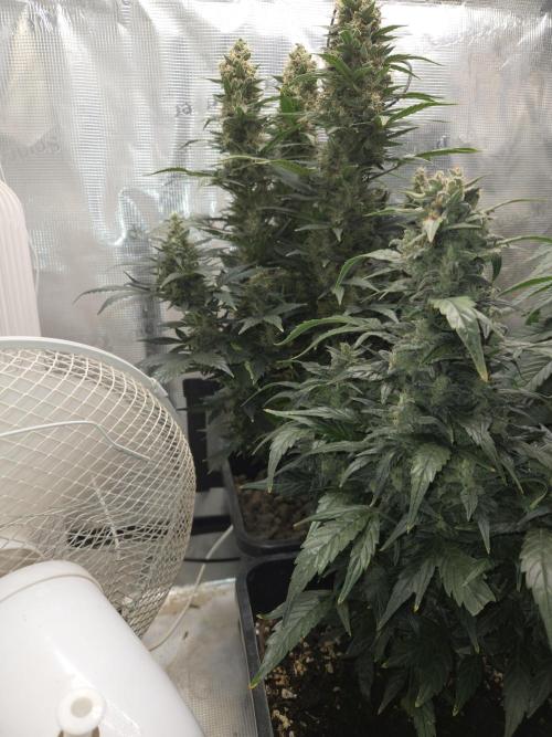 Auto Think Different. Week 9