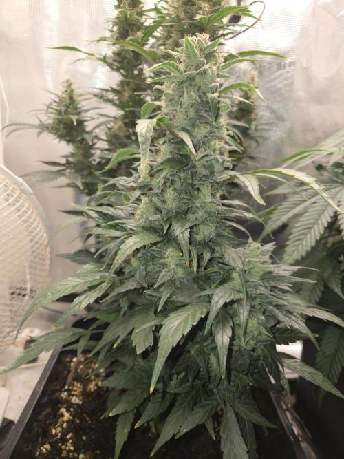 Auto Think Different. Week 9