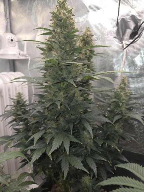 Auto Think Different. Week 9