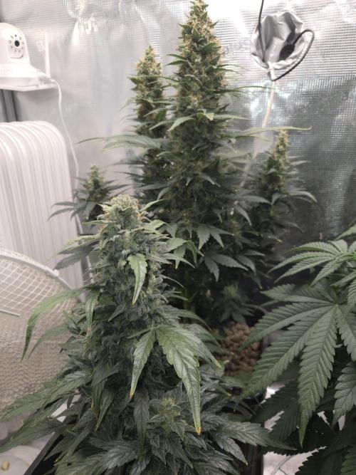 Auto Think Different. Week 9