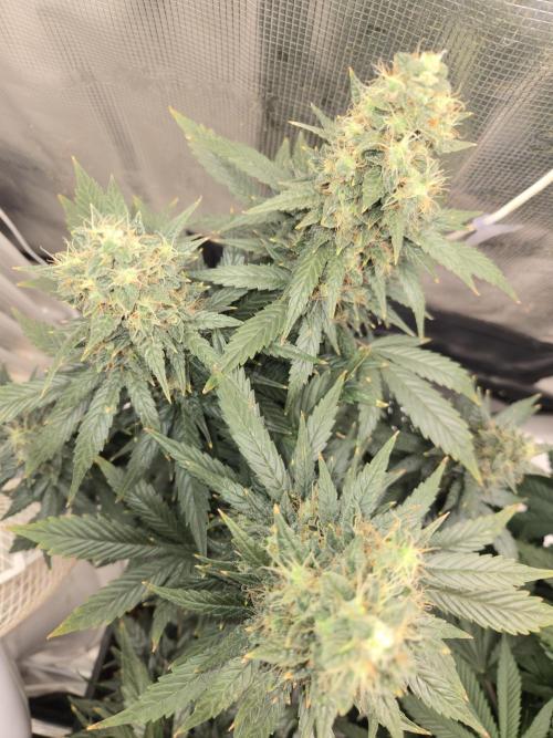 Auto Think Different. Week 9